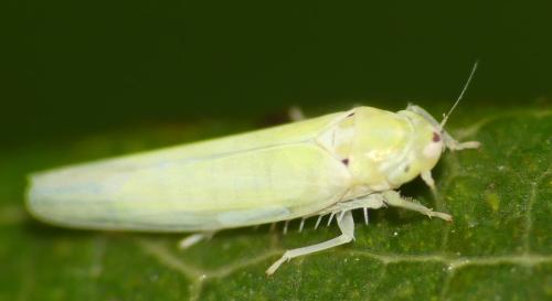 Réf. 353 898 : Zygina sp.